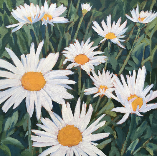 Shasta Daisies